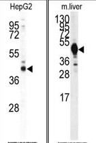 AP14102PU-N - Isocitrate dehydrogenase / IDH