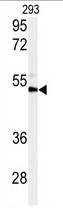 AP14110PU-N - Vitronectin