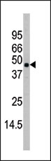 AP14126PU-N - MAP kinase p38 beta / MAPK11