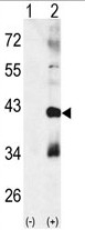 AP14127PU-N - MAP kinase p38 beta / MAPK11