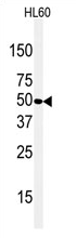AP13971PU-N - Beta-2 adrenergic receptor
