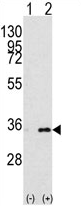 AP13987PU-N - Prohibitin-2