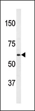 AP13998PU-N - APPBP2