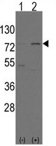 AP13999PU-N - NFE2L2