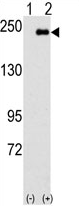 AP14021PU-N - SPAG9 / JIP4