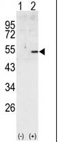 AP14029PU-N - Cyclin A2