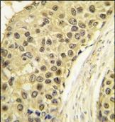 AP14029PU-N - Cyclin A2