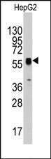 AP14034PU-N - Thymidine phosphorylase (TYMP)