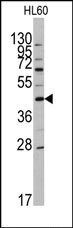 AP14055PU-N - Apolipoprotein A V / ApoA5