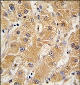 AP14055PU-N - Apolipoprotein A V / ApoA5