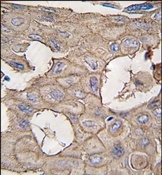 AP14064PU-N - Annexin A2 / ANXA2