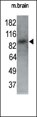 AP13782PU-N - MARK1