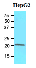 AM09065PU-N - RBP4