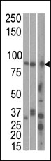 AP13783PU-N - MARK1