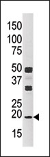AP13799PU-N - NME3