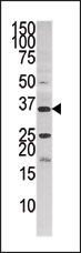 AP13807PU-N - PANK3