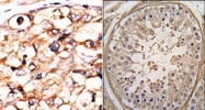 AP13822PU-N - Phosphoglycerate kinase 2 (PGK2)