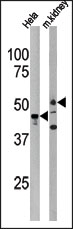 AP13837PU-N - PSKH1