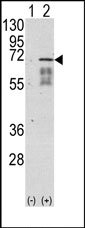 AP13706PU-N - Activin receptor type 1 / ACRV1