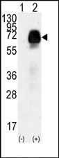 AP13726PU-N - AMHR2