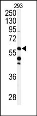 AP13735PU-N - CABC1