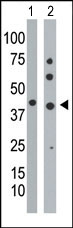 AP13683PU-N - Phosphoglycerate kinase 1 (PGK1)