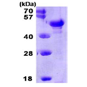 AR09193PU-L - PTX3