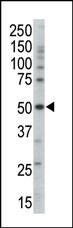 AP13603PU-N - AMPK gamma-3 chain / AMPKG3