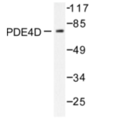 AP06558PU-N - PDE4D