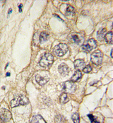 AP11373PU-N - Cadherin-6