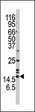 AP13472PU-N - Alpha-Synuclein / SNCA