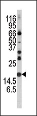 AP13477PU-N - Alpha-Synuclein / SNCA
