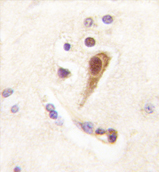 AP11386PU-N - LHX6