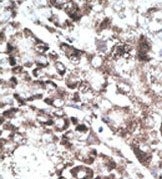 AP13490PU-N - GPR37 / PAEL Receptor