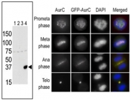 AP13520PU-N - Aurora kinase C