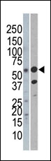 AP13405PU-N - REL