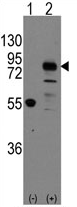 AP11402PU-N - Cadherin-9