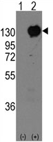 AP11406PU-N - Cadherin-15