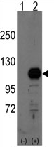 AP11409PU-N - BCAS3 / GAOB1