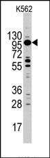 AP13459PU-N - Myosin-Ic