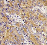 AP13459PU-N - Myosin-Ic
