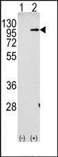 AP13325PU-N - Amyloid beta A4 protein / APP