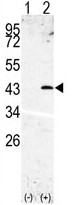 AP13339PU-N - SPPL3
