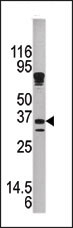 AP13379PU-N - KLK9 / Kallikrein-9