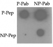 AP12728PU-N - TNIK