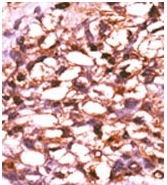 AP12728PU-N - TNIK