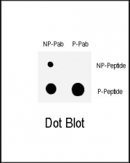 AP12735PU-N - WEE1 / Wee1-like protein kinase