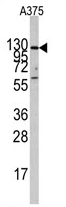 AP11440PU-N - Insulin-degrading enzyme