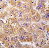 AP11440PU-N - Insulin-degrading enzyme