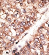 AP11664PU-N - BMP3